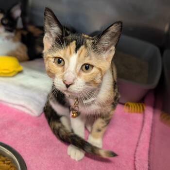 Peaches -  Domestic Short Hair Cat for Adoption in Cape Girardeau, Missouri - Peaches | PetCurious