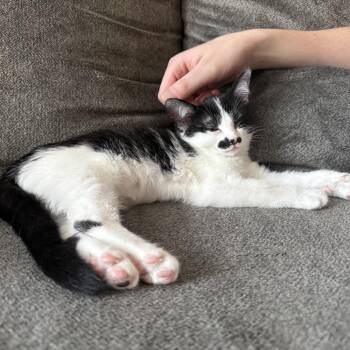 Ella Langley -  Domestic Short Hair Cat for Adoption in Georgetown, Kentucky - Ella Langley | PetCurious
