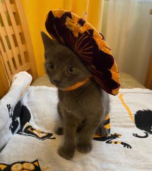 Dos -  Domestic Short Hair Cat for Adoption in Pomona, New York - Dos | PetCurious