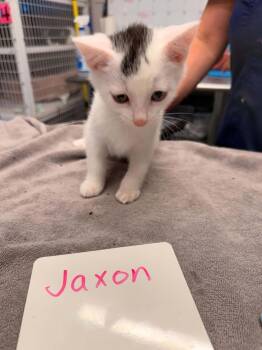 Jaxon -  Domestic Short Hair Cat for Adoption in Vancouver, Washington - Jaxon | PetCurious