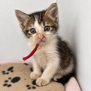 Umbral Sprite 29 -  Domestic Short Hair Cat for Adoption in Austin, Texas - Umbral Sprite 29 | PetCurious