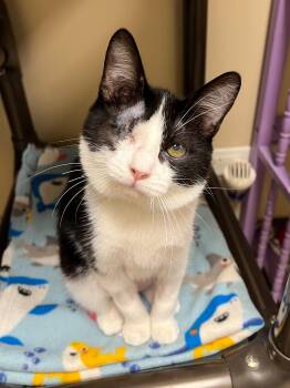 Rescue Domestic Short Hair Cats for Adoption in Arlington Heights, Illinois - Willa | PetCurious