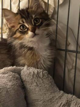 Momo -  Domestic Long Hair Cat for Adoption in Calgary, Alberta - Momo | PetCurious
