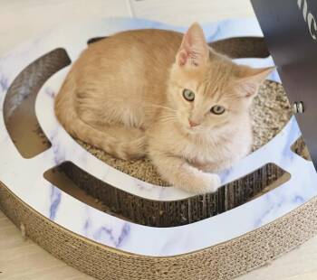 Milo Lindner -  Domestic Short Hair Cat for Adoption in Chandler, Arizona - Milo Lindner | PetCurious