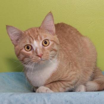 Nugget -  Domestic Short Hair Cat for Adoption in Belleville, Illinois - Nugget | PetCurious