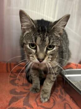 Bertha -  Domestic Short Hair Cat for Adoption in Cincinnati, Ohio - Bertha | PetCurious