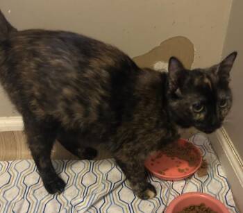 Diamond -  Domestic Short Hair Cat for Adoption in Chicago, Illinois - Diamond | PetCurious