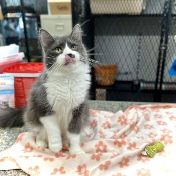 Domestic Long Hair Cats Available for Adoption in Saint Paul, Minnesota - Rylo | PetCurious