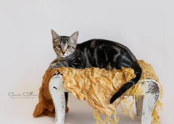 Ariel -  Domestic Short Hair Cat for Adoption in Birmingham, Alabama - Ariel | PetCurious