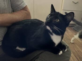 Rescue Tuxedo Cats for Adoption in Prescott, Arizona - Marcy | PetCurious