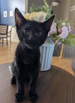 Inky -  Domestic Short Hair Cat for Adoption in Overland Park, Kansas - Inky | PetCurious