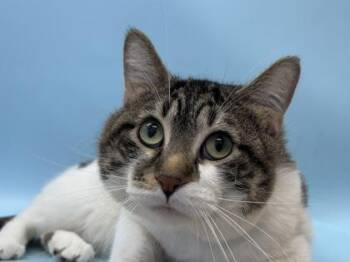 Leo -  Domestic Short Hair Cat for Adoption in Woodbury, Minnesota - Leo | PetCurious