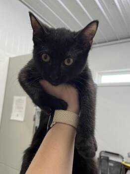 Skunk -  Domestic Short Hair Cat for Adoption in Humboldt, Iowa - Skunk | PetCurious