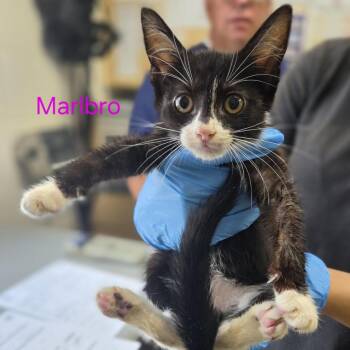 Marlboro -  Domestic Short Hair Cat for Adoption in Windsor, Virginia - Marlboro | PetCurious