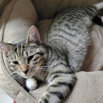 Levi & Rory -  Domestic Medium Hair Cat for Adoption in Liverpool, Texas - Levi & Rory | PetCurious