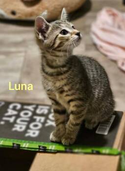 Luna -  American Shorthair and Tabby Cat for Adoption in Shrewsbury, Massachusetts - Luna | PetCurious
