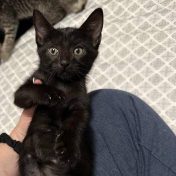 Tommy -  Domestic Short Hair Cat for Adoption in Danbury, Connecticut - Tommy | PetCurious
