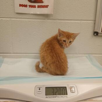 Shere Khan (orange 6) -  Domestic Short Hair Cat Available for Adoption in Chattanooga, Tennessee - Shere Khan (orange 6) | PetCurious
