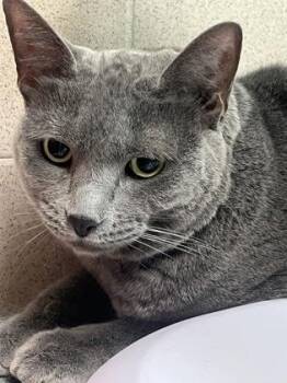 Anise -  Russian Blue and Domestic Short Hair Cat for Adoption in New Orleans, Louisiana - Anise | PetCurious