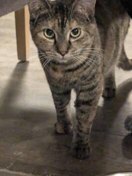 Rescue Domestic Medium Hair Cats for Adoption in Rice Lake, Wisconsin - Reba | PetCurious