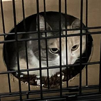Domestic Short Hair Cats Available for Adoption in Idaho Falls, Idaho - Dandelion | PetCurious