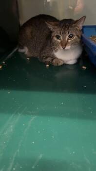 Patches -  Domestic Short Hair Cat for Adoption in Little Elm, Texas - Patches | PetCurious