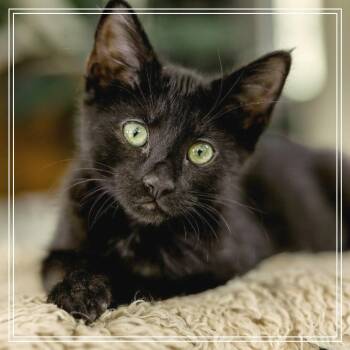 Roxy -  Domestic Short Hair Cat for Adoption in Meridian, Idaho - Roxy | PetCurious
