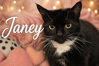 Tuxedo Cats Available for Adoption in Greenville, Delaware - Janey (FCID# 04/20/2026 - 89 Trainer) | PetCurious