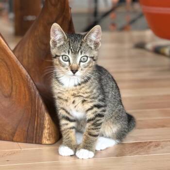 Sierra -  Domestic Short Hair Cat for Adoption in Ashland, Oregon - Sierra | PetCurious