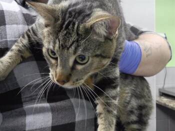 BIG BIRD -  Domestic Short Hair Cat for Adoption in Omaha, Nebraska - BIG BIRD | PetCurious