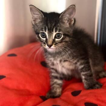 Buffy -  Domestic Short Hair Cat for Adoption in Wheeling, Illinois - Buffy | PetCurious