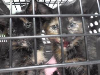 OPHELIA FIG -  Domestic Long Hair and Domestic Short Hair Cat for Adoption in Omaha, Nebraska - OPHELIA FIG | PetCurious