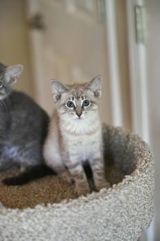 Amber -  Siamese and Russian Blue Cat for Adoption in Falmouth, Maine - Amber | PetCurious