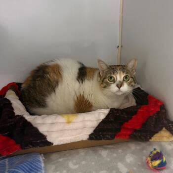 Kiki 2.0 -  Domestic Short Hair Cat for Adoption in Puslinch, Ontario - Kiki 2.0 | PetCurious