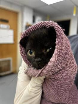 Kattie -  Domestic Short Hair Cat for Adoption in Montreal, Quebec - Kattie | PetCurious