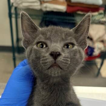 107462 -  Domestic Short Hair Cat for Adoption in Las Cruces, New Mexico - 107462 | PetCurious