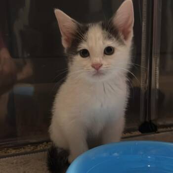 Milkshake -  Domestic Short Hair Cat for Adoption - Milkshake | PetCurious