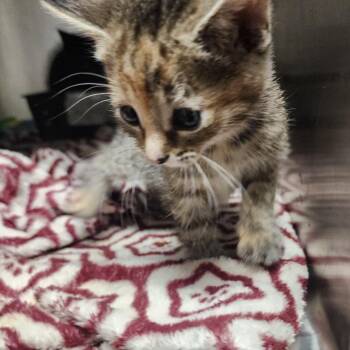 Domestic Short Hair Cats Available for Adoption in Evensville, Tennessee - Nellie | PetCurious