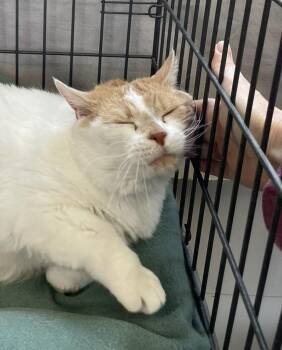 Evie -  Domestic Short Hair Cat for Adoption in Ogden, Utah - Evie | PetCurious
