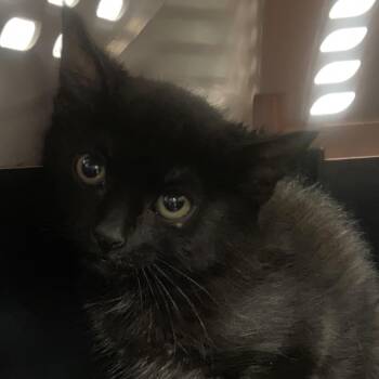 Walter Whiskers -  Domestic Medium Hair Cat for Adoption in Allentown, Pennsylvania - Walter Whiskers | PetCurious