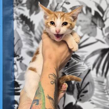 Clawd -  Domestic Short Hair Cat for Adoption in Wahiawa, Hawaii - Clawd | PetCurious