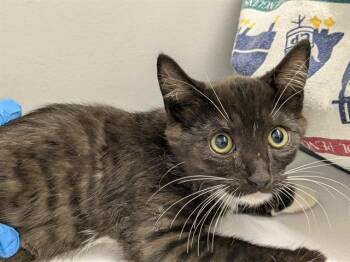 COSIMA -  Domestic Short Hair Cat for Adoption in Kent, Washington - COSIMA | PetCurious