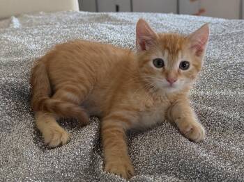 Sparky -  Tabby Cat for Adoption in Oakley, California - Sparky | PetCurious