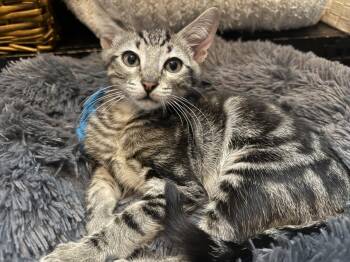 Charlie-Brown Peanuts -  Domestic Short Hair and Tabby Cat for Adoption in Chandler, Arizona - Charlie-Brown Peanuts | PetCurious