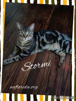 Tabby and Domestic Short Hair Cats Available for Adoption in Pensacola, Florida - Stormi | PetCurious