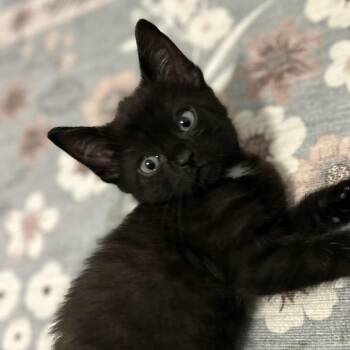 Crew -  Domestic Short Hair Cat for Adoption in Fairfax Station, Virginia - Crew | PetCurious
