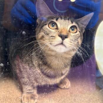 Bristol -  Domestic Short Hair Cat for Adoption in Pasadena, California - Bristol | PetCurious
