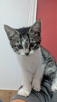 Brie -  Domestic Short Hair Cat for Adoption in Winnipeg, Manitoba - Brie | PetCurious