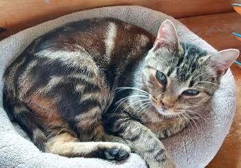 Tabby Cats Available for Adoption in The Dalles, Oregon - Mindy | PetCurious
