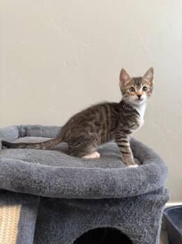 Rescue Domestic Short Hair Cats for Adoption in Millcreek, Utah - Timothy (Tiny Tim) | PetCurious